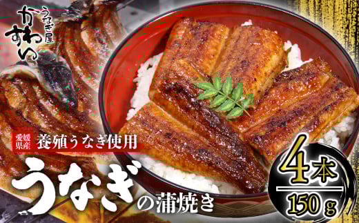 【容量選択可】〈うなぎ屋かわすい〉愛媛県松山市養殖うなぎを使用！うなぎ蒲焼 4本 (1尾：150～169g)  ｜うなぎ ウナギ 鰻 蒲焼き 国産 お取り寄せ グルメ ふるさと納税  簡単調理 土用丑の日 ギフト 贈り物 お中元 お歳暮 母の日 父の日  かわすい 川口水産 愛媛県 松山市