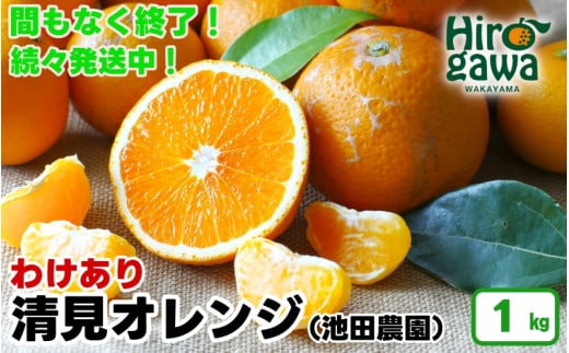 清見 オレンジ 家庭用 1kg+30g（痛み補償分） 光センサー / 訳あり 清見オレンジ 清見タンゴール きよみ 清美 甘い 和歌山 柑橘 ※2月上旬～6月上旬に順次発送 ※北海道・沖縄・離島への配送不可 【ikd011-c-1A】 1530446 - 和歌山県広川町
