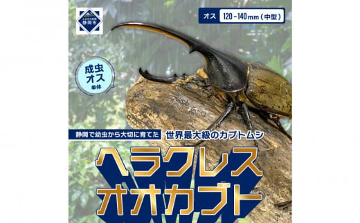 ヘラクレスオオカブト中型オス（120-140mm）【配送不可：北海道・沖縄・離島（一部除く】