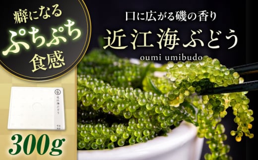 近江海ぶどう 300ｇ 滋賀県長浜市/ワボウ電子株式会社 [AQBA016] 海ぶどう 海ブドウ 海藻 海産物 新鮮 海鮮サラダ おいしい ダイエット 人気 健康 栄養 美容 美肌
