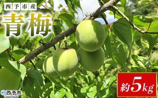 【内容量が選べる】＜愛媛県西予市産 青梅 約5kg＞ うめ ウメ あおうめ アオウメ 梅干し 梅ジュース 梅ジャム 梅シロップ 梅酒 手作り 家庭用 ご自宅用 えひめ活き生きファーマーズ 愛媛県 西予市【常温】