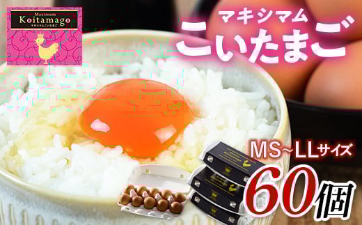 【TVで話題沸騰!】とにかく黄身が濃いたまご「マキシマムこいたまご」60個入り 伊達市 福島県 国産 MS~LLサイズ 卵 たまご 玉子 生卵 鶏卵 F21C-181 2115545 - 福島県伊達市