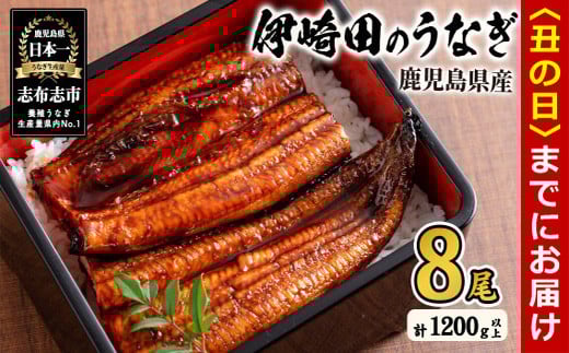 【丑の日までに配送】【数量限定】鹿児島県産 伊崎田のうなぎ蒲焼 中＜150g以上＞× 8尾(計1200g以上) 鰻 うなぎ ウナギ 蒲焼き 8尾 国産 九州産 鹿児島県産 冷凍 おつまみ 鰻重 うな丼 e1-001-us