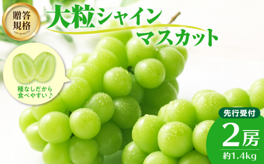 《先行受付》贈答規格シャインマスカット 約1.4kg(2房)【2025年9月中旬頃~発送予定】【山形ぶどう・大江町産・小林葡萄園】 【024-003】
