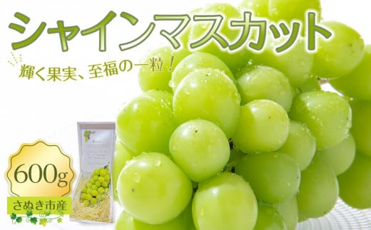 【9月上旬から発送】シャインマスカット 600g【先行予約 朝採り出荷 厳選 シャインマスカット 旬のフルーツ ぶどう 香川県 さぬき市】 2012489 - 香川県さぬき市