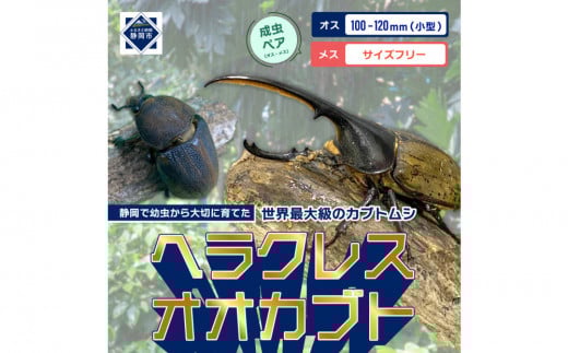 （ペア）ヘラクレスオオカブト小型オス（100-120mm）&メス（サイズフリー）【配送不可：北海道・沖縄・離島（一部除く】