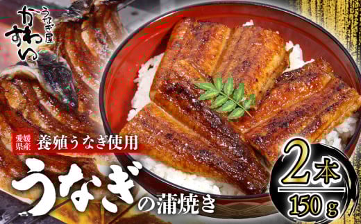 【容量選択可】〈うなぎ屋かわすい〉愛媛県松山市養殖うなぎを使用！うなぎ蒲焼 2本 (1尾：150～169g)  ｜うなぎ ウナギ 鰻 蒲焼き 国産 お取り寄せ グルメ ふるさと納税  簡単調理 土用丑の日 ギフト 贈り物 お中元 お歳暮 母の日 父の日  かわすい 川口水産 愛媛県 松山市