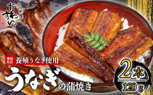 【容量選択可】〈うなぎ屋かわすい〉愛媛県松山市養殖うなぎを使用！うなぎ蒲焼 2本 (1尾：120～149g)  ｜うなぎ ウナギ 鰻 蒲焼き 国産 お取り寄せ グルメ ふるさと納税  簡単調理 土用丑の日 ギフト 贈り物 お中元 お歳暮 母の日 父の日  かわすい 川口水産 愛媛県 松山市 2120192 - 愛媛県松山市