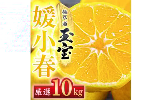 ＜愛媛名産＞玉宝媛小春(ひめこはる)　10kg＜H64-88＞【1623971】 2116258 - 愛媛県八幡浜市