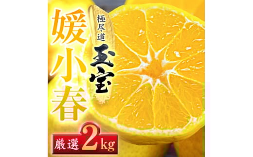 ＜愛媛名産＞玉宝媛小春(ひめこはる)　2kg＜D64-85＞【1623968】 2116255 - 愛媛県八幡浜市