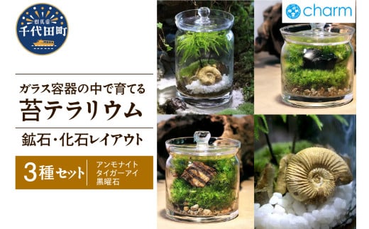 苔テラリウム 鉱石 化石 レイアウト 3種セット アンモナイト タイガーアイ 黒曜石 群馬県千代田町 インテリア ナチュラル かわいい 癒し 植物 リラクゼーション 室内栽培 プレゼント ギフト 贈答用 送料無料 趣味 人気 オススメ 初心者 玄関 リビング キッチン 株式会社チャーム