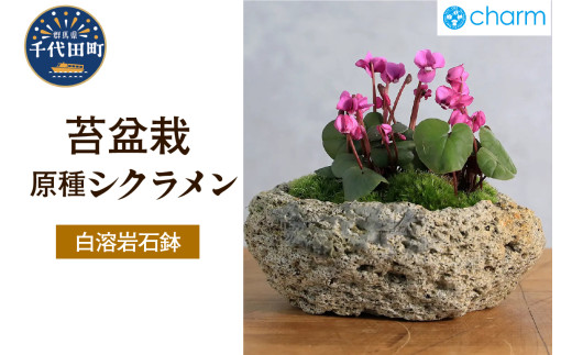 苔盆栽 原種シクラメン コウム ３株植え 白溶岩石植え 群馬県 千代田町 苔 インテリア ナチュラル かわいい 癒し 植物 リラクゼーション 室内栽培 プレゼント ギフト 贈答用 送料無料 趣味 人気 オススメ 初心者 玄関 リビング キッチン 株式会社チャーム
