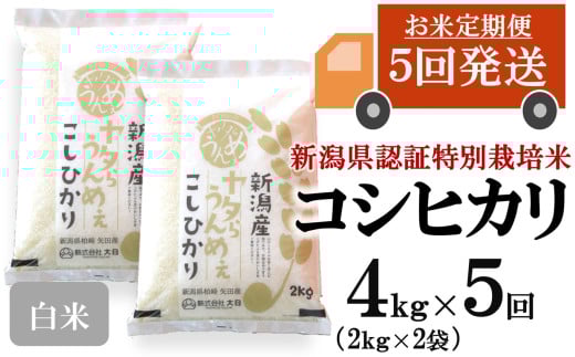 [先行予約・令和7年産新米・5ヶ月定期便]コシヒカリ 白米 4kg(2kg×2袋)×5回(計 20kg)ヤタらうんめぇお米 水田環境鑑定士在籍[Y0506]
