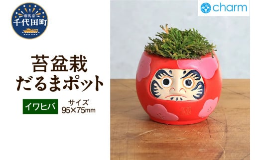 苔盆栽 イワヒバ 群馬県 千代田町 抗火石 鉢植え インテリア 癒し プレゼント ギフト 贈答用 内祝い お祝い 送料無料 株式会社チャーム
