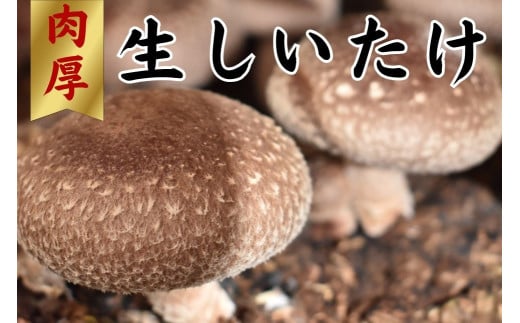 就労支援センター　すまっしゅ　肉厚生しいたけ