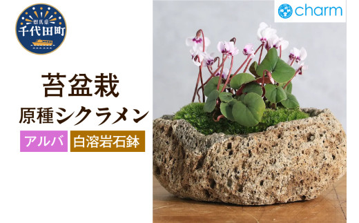 苔盆栽 原種シクラメン コウム アルバ ３株植え 白溶岩石植え 群馬県 千代田町 苔 インテリア ナチュラル かわいい 癒し 植物 リラクゼーション 室内栽培 プレゼント ギフト 贈答用 送料無料 趣味 人気 オススメ 初心者 玄関 リビング キッチン 株式会社チャーム
