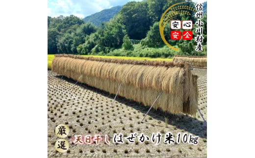 401＊小川村自慢のはぜかけ米10キロ