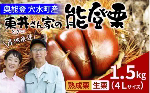 【先行予約】東井栗園の能登熟成栗  1.5㎏（4Lサイズ）～能登の大地で育った能登栗～【2025年10月中旬以降順次発送】/  能登半島 奥能登 くり 生栗 マロン 和栗 焼き栗 栗ごはん 焼き栗 国産 果物 2118183 - 石川県穴水町