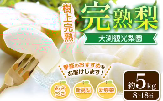梨 完熟梨 ( あきづき 新高梨 新興梨 のいずれか) 約 5kg (8～18玉) フルーツ 果物 旬 大渕観光梨園 熊本県長洲町産 《9月上旬-12月中旬頃出荷》フルーツ 梨 なし
