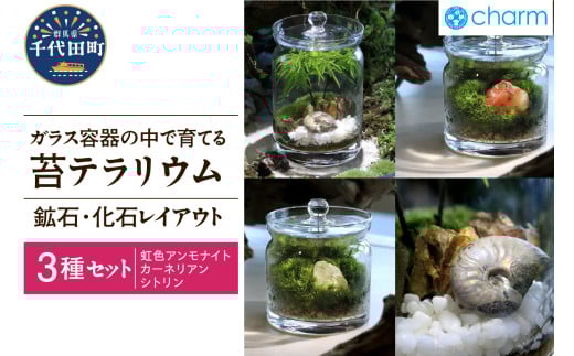 苔テラリウム 鉱石 化石 レイアウト 3種セット 虹色アンモナイト カーネリアン シトリン 群馬県千代田町 インテリア ナチュラル かわいい 癒し 植物 リラクゼーション 室内栽培 プレゼント ギフト 贈答用 送料無料 趣味 人気 オススメ 初心者 玄関 リビング キッチン 株式会社チャーム