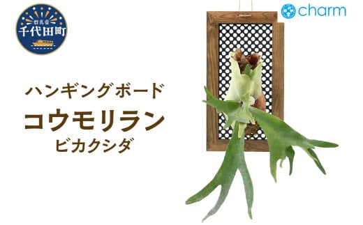 コウモリラン ビカクシダ ハンギングボード仕立て 群馬県 千代田町 インテリア ナチュラル 自然 プレゼント ギフト 贈答用 送料無料 趣味 風水 緑 人気 オススメ 初心者 玄関 自家栽培 株式会社チャーム