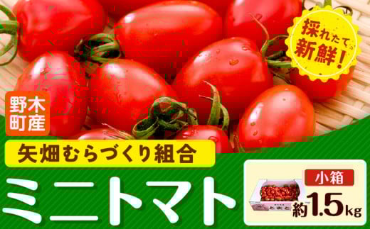 ミニトマト 約1.5kg 1箱 小箱 栃木県 野木町産 矢畑むらづくり組合 《10月上旬-6月下旬頃出荷》栃木県 野木町 トマト ミニトマト 野菜 新鮮 581594 - 栃木県野木町