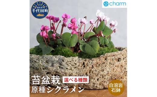 [選べる種類]苔盆栽 原種シクラメン コウム アルバ 3株植え 白溶岩石植え 群馬県 千代田町 苔 インテリア ナチュラル かわいい 癒し 植物 リラクゼーション 室内栽培 プレゼント ギフト 贈答用 送料無料 趣味 人気 オススメ 初心者 玄関 リビング キッチン 株式会社チャーム