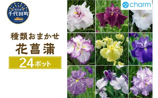 おまかせ花菖蒲 3号(24ポットセット) 群馬県千代田町 ビオトープ インテリア ナチュラル かわいい リラクゼーション 室内栽培 プレゼント ギフト 贈答用 お祝い 送料無料 趣味 家庭 ライフスタイル 人気 オススメ 初心者 玄関リビング キッチン 株式会社チャーム