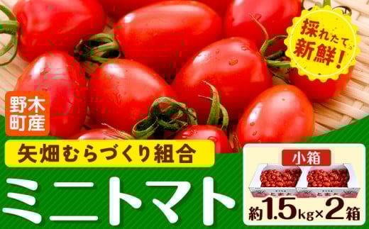 ミニトマト 約1.5kg 2箱 小箱 栃木県 野木町産 矢畑むらづくり組合 《10月上旬-6月下旬頃出荷》栃木県 野木町 トマト ミニトマト 野菜 新鮮