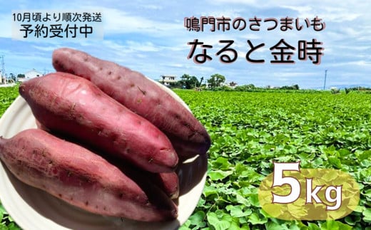 [予約受付中・2025年10月頃より順次発送]本場・徳島県鳴門市産「なると金時」約5kg[数量限定]ほくほく 甘い 国産 スイーツ 焼き芋 焼芋 天ぷら 干し芋 さつまいも