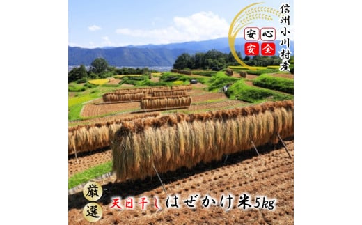 365＊小川村自慢のはぜかけ米5キロ