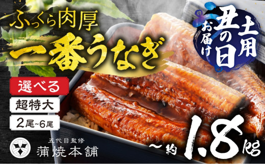 ≪土用の丑の日対応≫1尾で2.5人前!国産うなぎ蒲焼 超特大 2尾~6尾 タレ付[選べる]2尾 4尾 6尾
