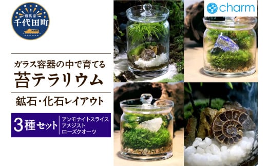 苔テラリウム 鉱石 化石 レイアウト 3種セット アンモナイトスライス アメジスト ローズクオーツ 群馬県千代田町 インテリア ナチュラル かわいい 癒し 植物 リラクゼーション 室内栽培 プレゼント ギフト 贈答用 送料無料 趣味 人気 オススメ 初心者 玄関 リビング キッチン 株式会社チャーム