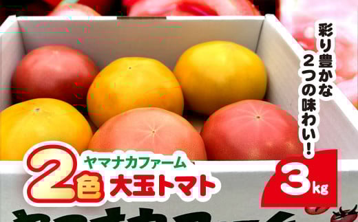 赤金2色（大玉）トマト  SHAK005 ふるさと納税 トマト リコピン サラダ イタリアン 健康 美容 千葉県 白子町 送料無料