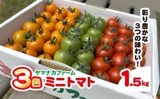 3色ミニトマト　1.5㎏  SHAK001 ふるさと納税 トマト リコピン サラダ イタリアン 健康 美容 千葉県 白子町 送料無料