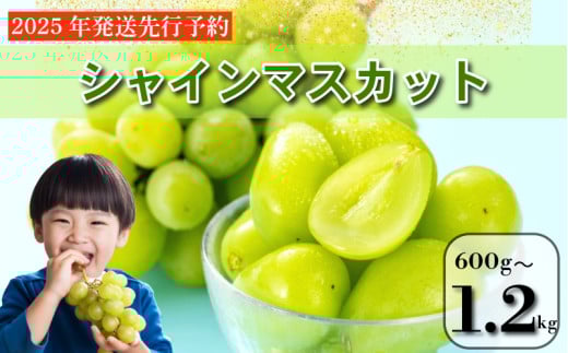 [2025年9月順次発送] シャインマスカット 約600g〜1.2kg 1房/2房 大粒 産地直送 贈答用 ご家庭用 季節限定 ぶどう ブドウ 葡萄 フルーツ 果物 くだもの 四国 徳島 小松島 しゃいんますかっと マスカット 高級 1房 2房 化粧箱入り 9月 10月 11月 発送 フルーツ 季節のフルーツ 贈り物 贈答用 贈り物 人気 高級 ギフト 新鮮 おすすめ 甘い 送料無料 ふるさと