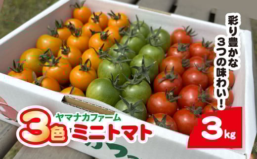 3色ミニトマト　3㎏（1.5㎏×2箱）  SHAK002 ふるさと納税 トマト リコピン サラダ イタリアン 健康 美容 千葉県 白子町 送料無料