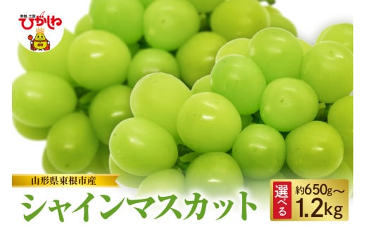 [2025年産 先行予約]山形県東根市産 シャインマスカット (選べる内容量:約650g / 約850g / 約1kg / 約1.2kg )