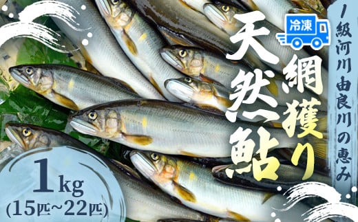天然鮎 網獲り 冷凍 約1kg（約15匹～22匹）【 由良川の網獲り 由良川漁協 冷凍あゆ 冷凍鮎 高鮮度 冷凍 あゆ 鮎 魚 さかな 綾部 京都 】 2104956 - 京都府綾部市