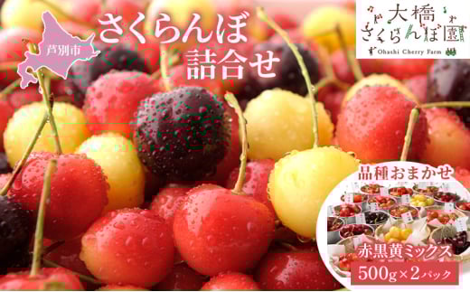 さくらんぼ 500g ×2 パック 赤黒黄ミックス 大橋さくらんぼ園 サクランボ チェリー 果物 果物類 フルーツ デザート 完熟 新鮮 美味しい 人気 北海道 芦別市 [№5342-0713]