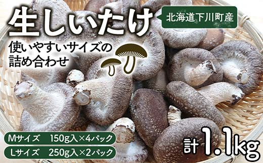生しいたけ【使いやすいサイズの詰め合わせ】1,1kg Mサイズ(150g×4パック) Lサイズ(250g×2パック) 軸太 肉厚 椎茸 シイタケ 野菜 やさい 故郷 ふるさと 納税 国産 北海道産 北海道 下川町 F4G-0013 548989 - 北海道下川町