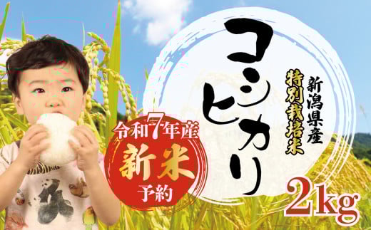 【先行予約】 令和7年産 コシヒカリ 特別栽培米 2kg 新米 白米 米 こしひかり こめ ごはん おにぎり お弁当 農家直送 産地直送 ふるさと納税 姉﨑農園 新潟産 新潟県 新発田市 anezaki007