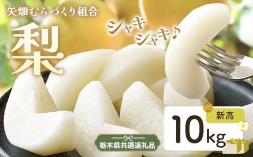 N08 梨 なし 新高梨 10kg フルーツ 先行予約 矢畑むらづくり組合《9月中旬-9月末頃出荷》 栃木県【栃木県共通返礼品　栃木県産】【配送不可地域あり】(離島) 589728 - 栃木県野木町