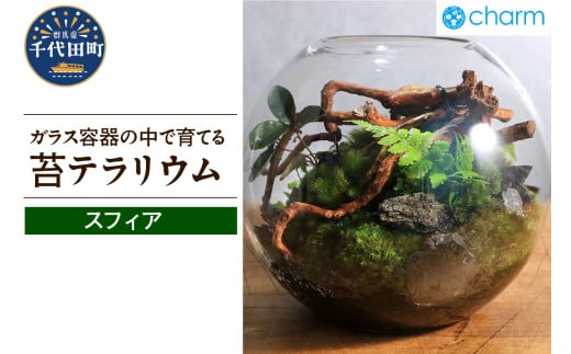 苔テラリウム スフィア 北海道冬季発送不可 群馬県 千代田町 苔 インテリア ナチュラル 自然 プレゼント ギフト 贈答用 送料無料 趣味 風水 緑 人気 オススメ 初心者 玄関 自家栽培 株式会社チャーム