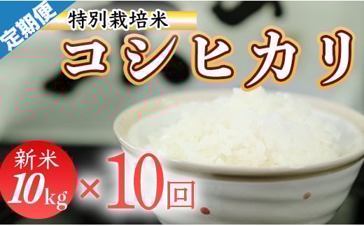 令和７年産 (精白米)　特別栽培米　こしひかり10kg ×10袋