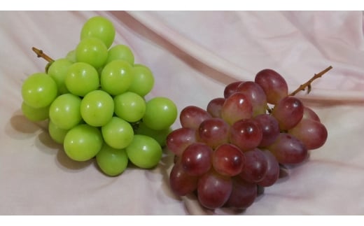 【2025年先行予約】シャインマスカット＆クイーンルージュ® 家庭用 1.2kg(各1房/計2房)｜ 果物 フルーツ 白ぶどう 赤ぶどう 葡萄 ブドウ 種無し 種なし 皮ごと 千曲市 長野県 信州 2136434 - 長野県千曲市