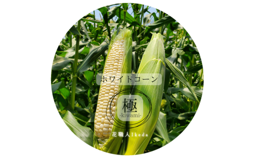 M011　ホワイトコーン極－Ｋｉｗａｍｉー（レギュラー）