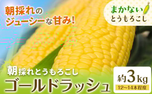 とうもろこし 農家のまかない 約3kg(12〜14本程度) 野木町産 老沼 利治[6月中旬-7月中旬頃出荷]栃木県 野木町 ジューシー 生食可能 旬の野菜 健康食 バーベキュー 焼き 茹で とうもろこし ゴールドラッシュ 黄色 イエロー 朝採れ クール便 先行予約 野菜 スイートコーン コーン