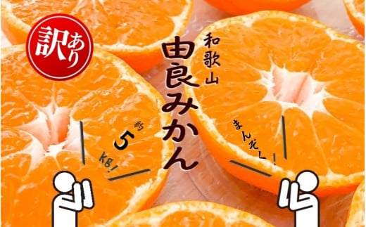 和歌山由良みかん 約5kg 訳あり キズ 御家庭用 サイズ混合【sml914】 ※2025年11月下旬~2026年1月中旬頃に順次発送予定 2118324 - 和歌山県由良町