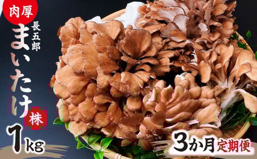 【3ヶ月定期便】まいたけ 長五郎まいたけ かぶ 500g×2個 3回分｜舞茸 まいたけ レシピ付き ジューシー ステーキ 天ぷら 炊き込みご飯 舞茸ご飯 ごはん きのこ 野菜 丸ごと 国産 無農薬 安全 安心 食物繊維 健康  カロリー 低い 産地直送 プレゼント ギフト 贈り物 群馬県 前橋市 2118220 - 群馬県前橋市